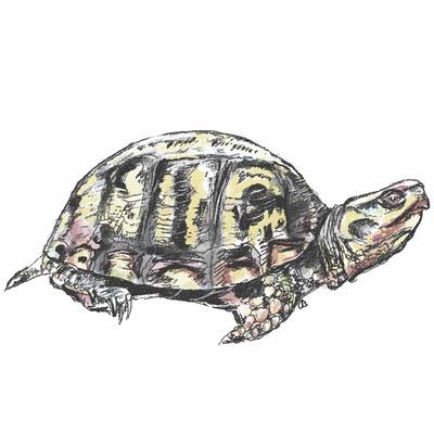A hand-drawn turtle.