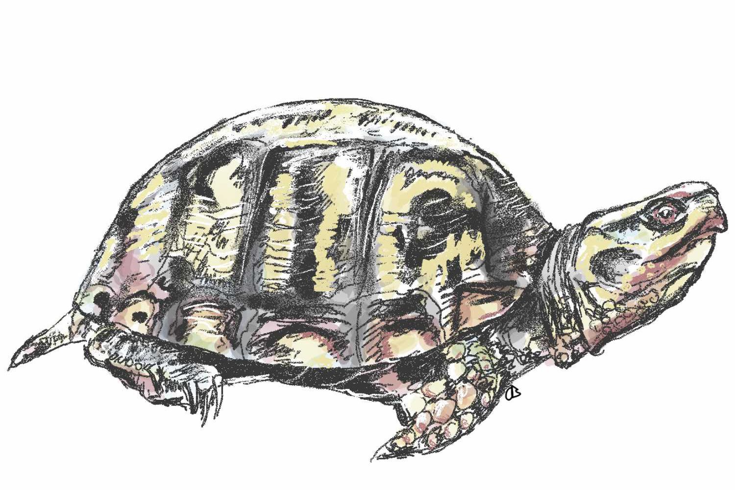 A hand-drawn turtle.