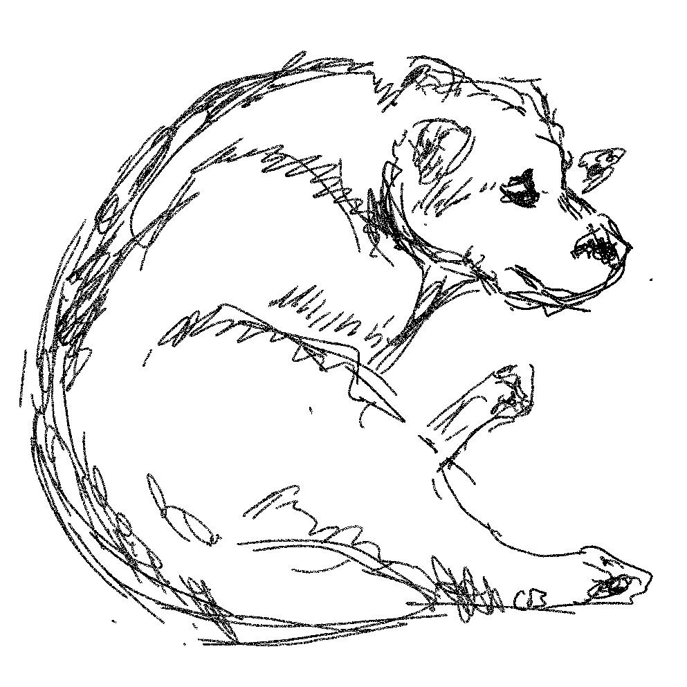 A sketch of a dog curled in a circle, deeply considering cumulative risk.