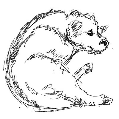 A sketch of a dog curled in a circle, deeply considering cumulative risk.