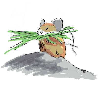 A sketch of a pica guarding some grass in its mouth.